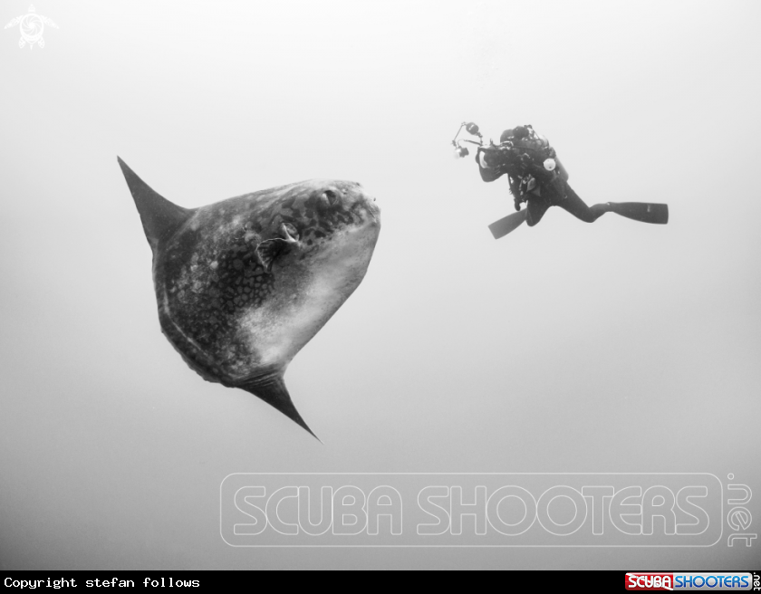 A Southern Ocean Sunfish