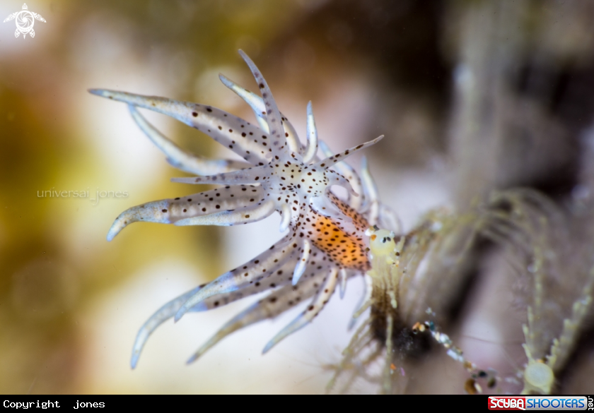 A Eubranchus sp