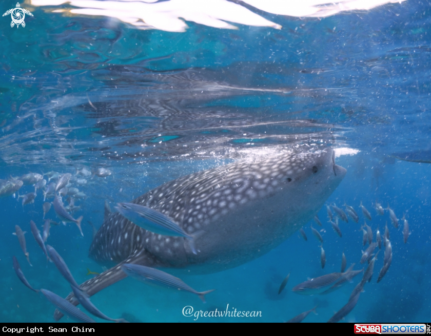 A Whale Shark