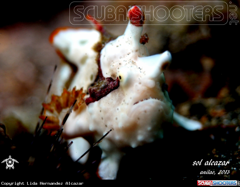 A juvenile frogfish