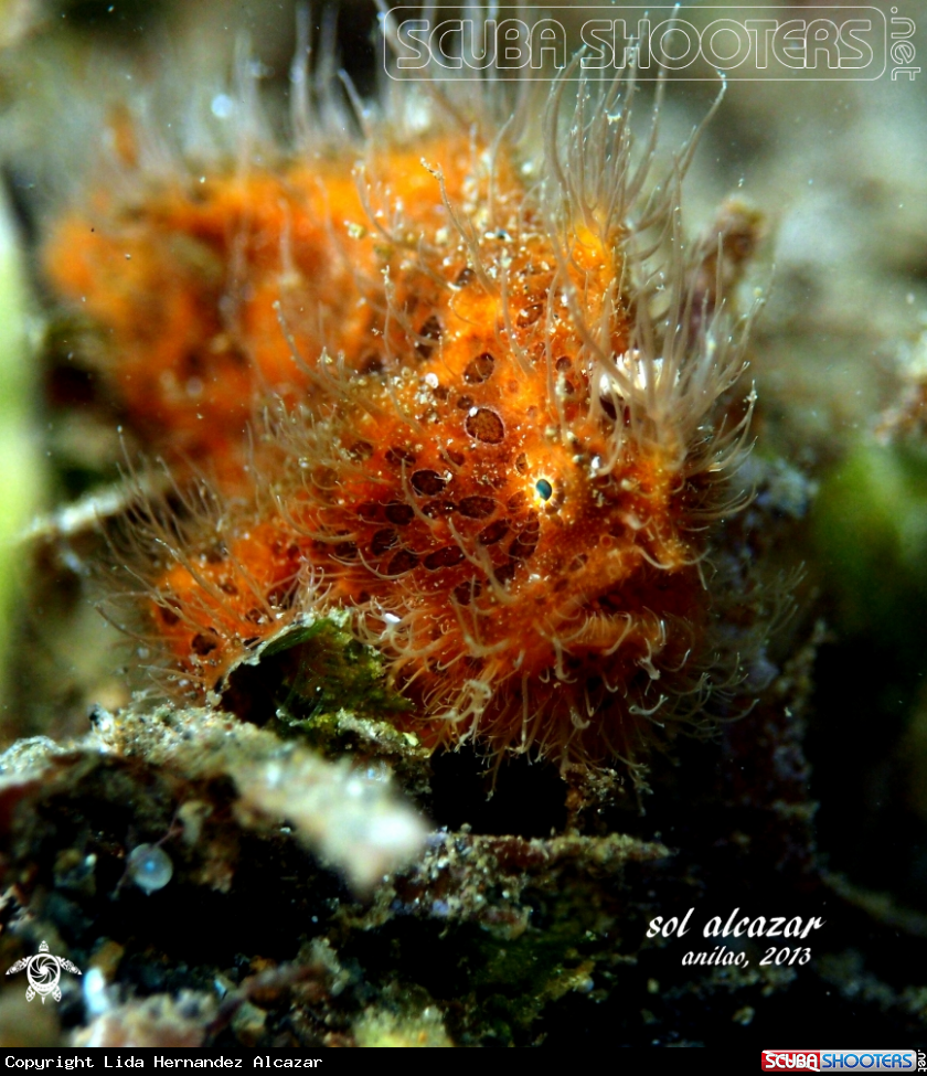 A hairy frogfish