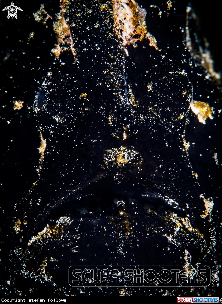 A Giant Frogfish