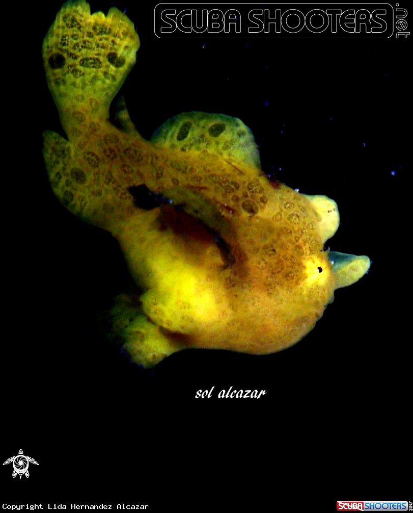 A baby frogfish