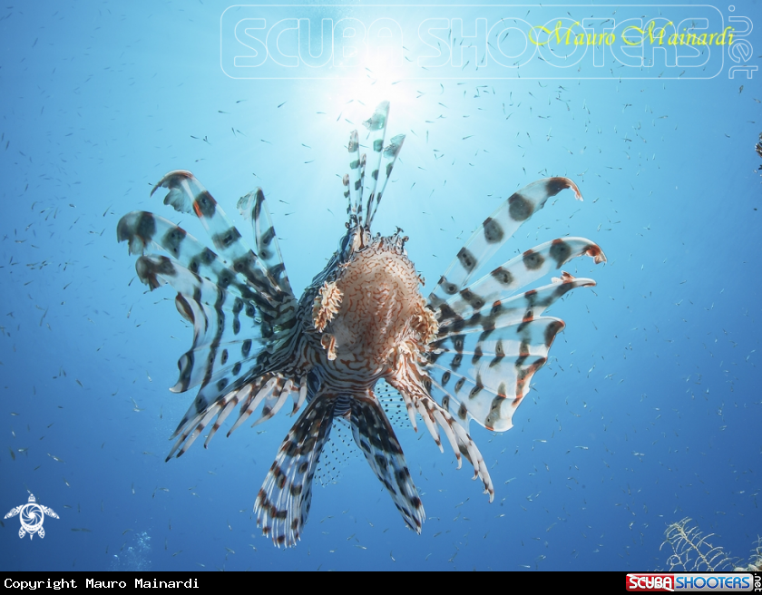 A Lionfish