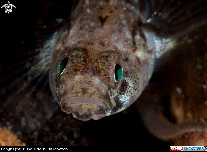 A Common Goby