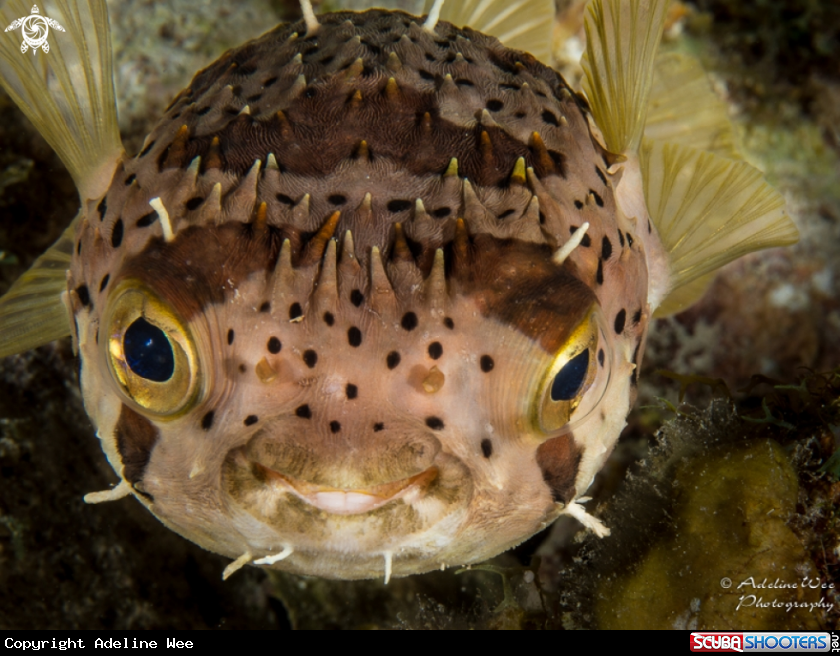 A Porcupine puffer