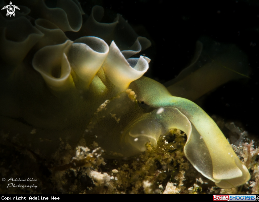 A Lettuce sea slug