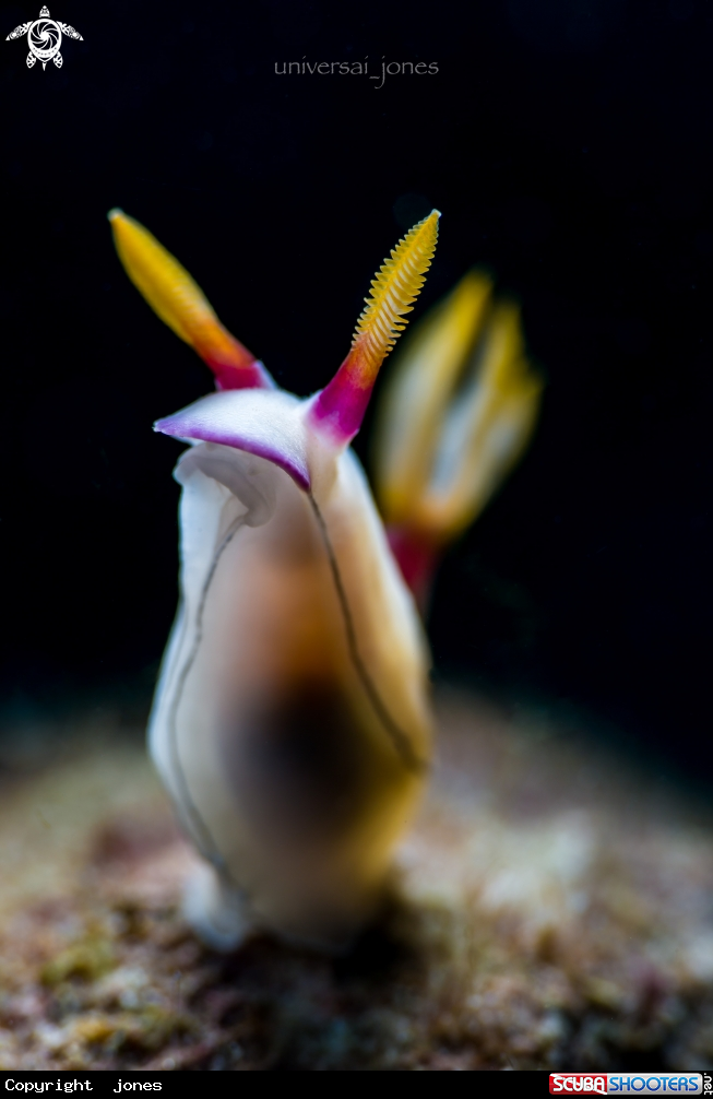 A Hypselodoris bullockii