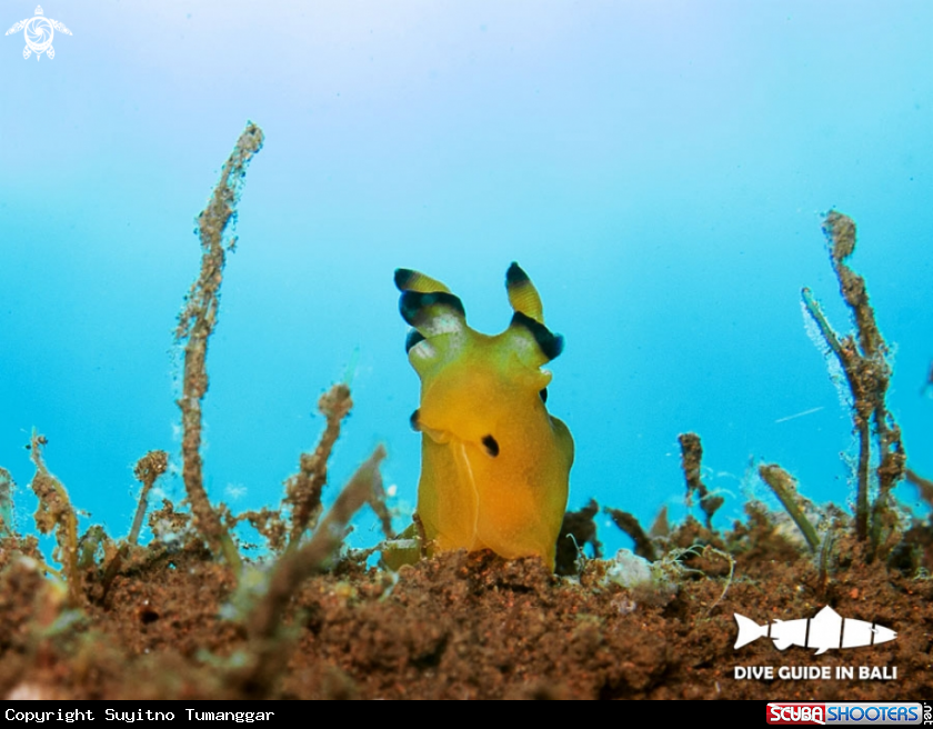 A Nudibranch