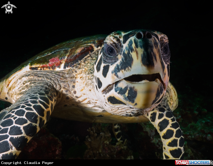 A hawksbill turtle