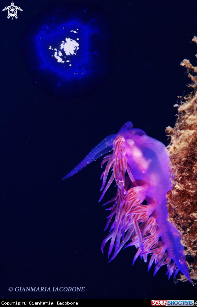 A Nudibranch