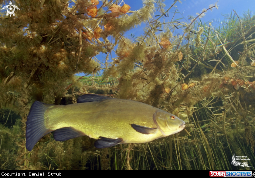 A Tench