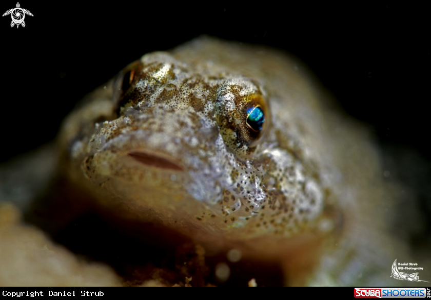 A European bullhead