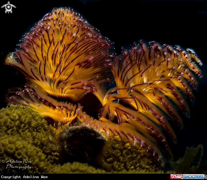 A Christmas tree worm