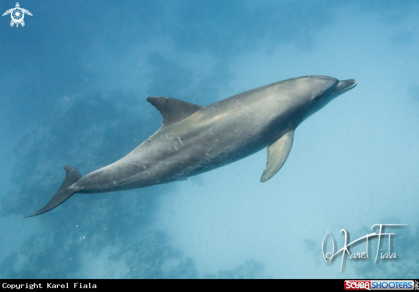 A underwater creature