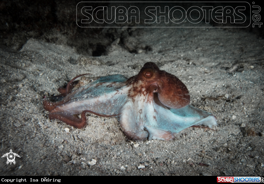 A Caribbean reef octopus