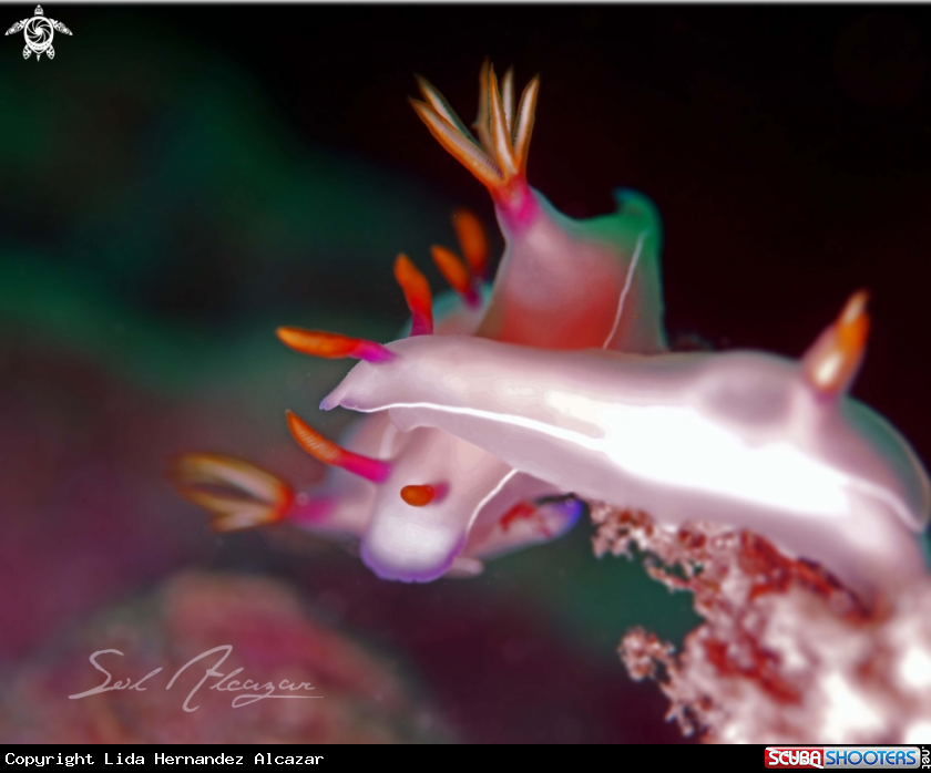 A Nudibranch