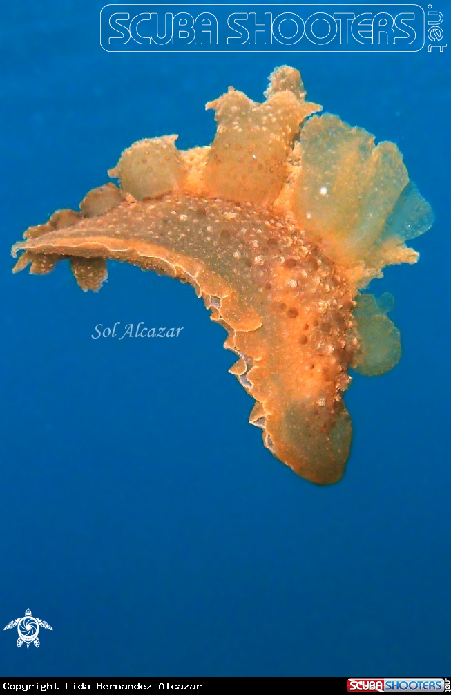 A melibe nudibranch