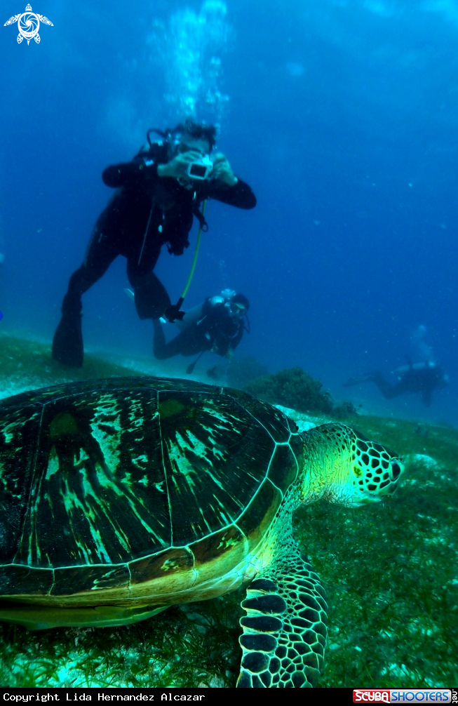 A underwater creature