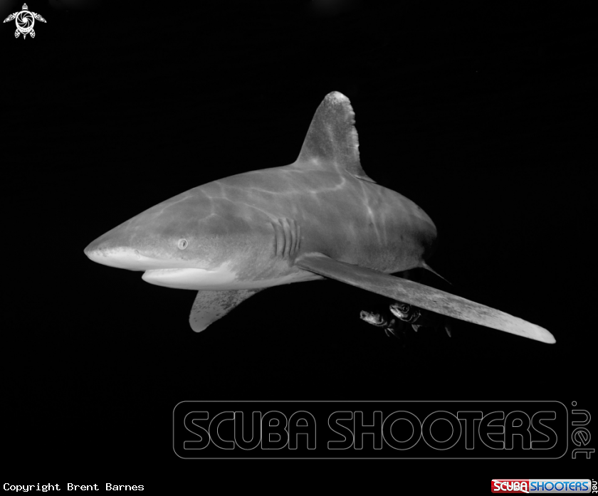 A Oceanic White Tip Shark