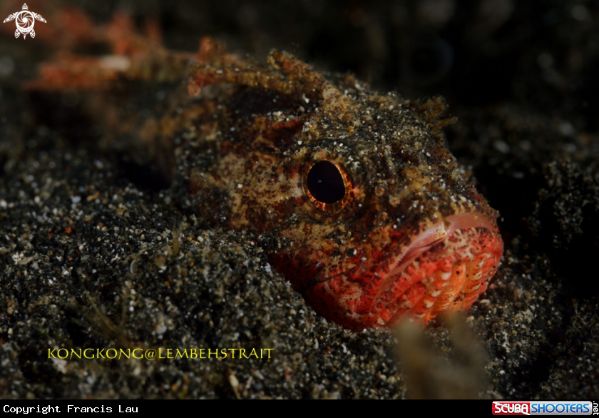 A Scorpion fish