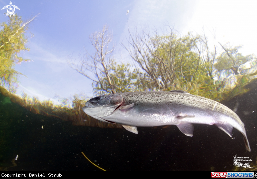 A Trout