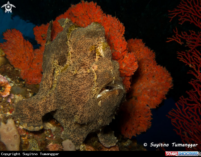 A Frogfish