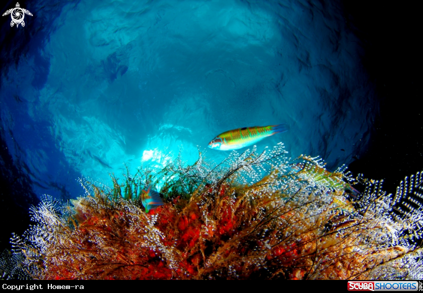 A Turkish wrasse