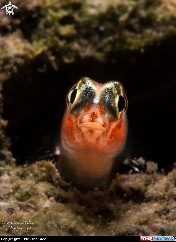 A Blenny