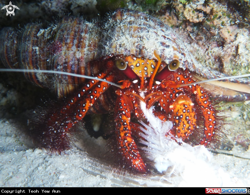 A Hermit Crab