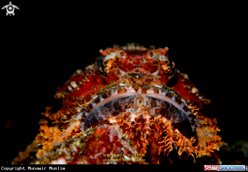 A Scorpion Fish