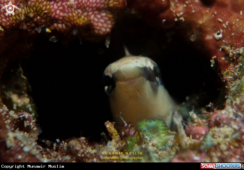 A Blenny