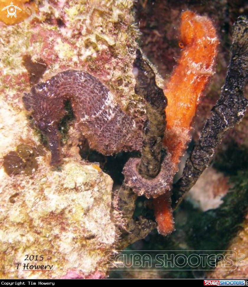 A Sea Horse