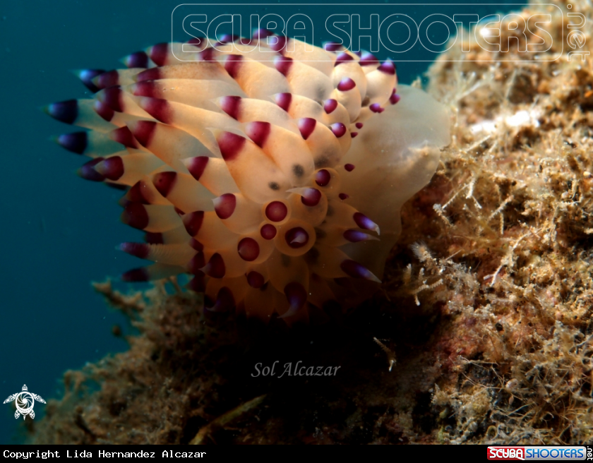 A nembrotha nudibranch