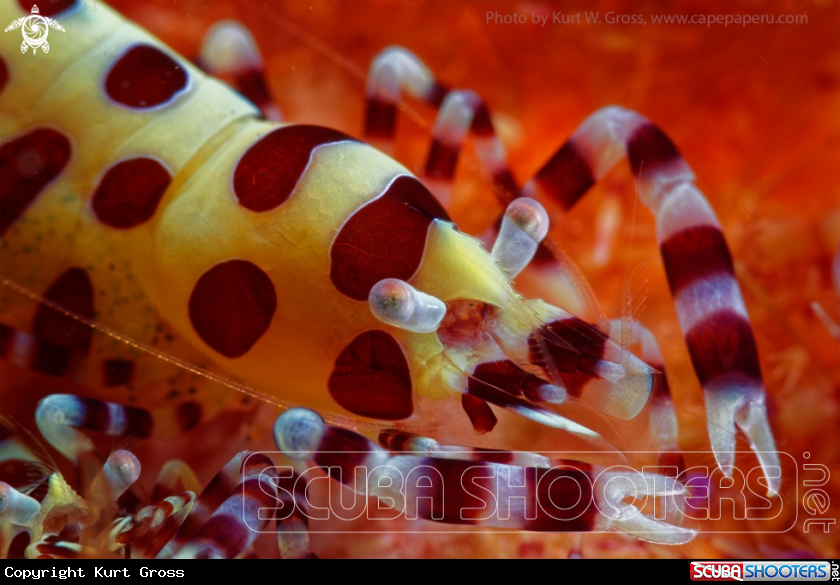 A Clemani shrimp