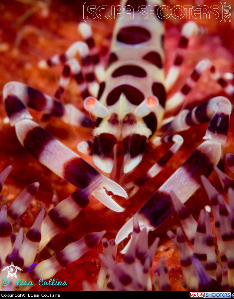 A Anemone Shrimp