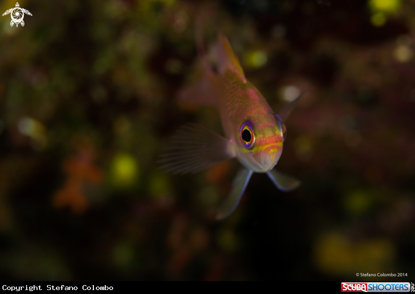 A Anthias