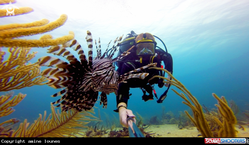 A Lion Fish