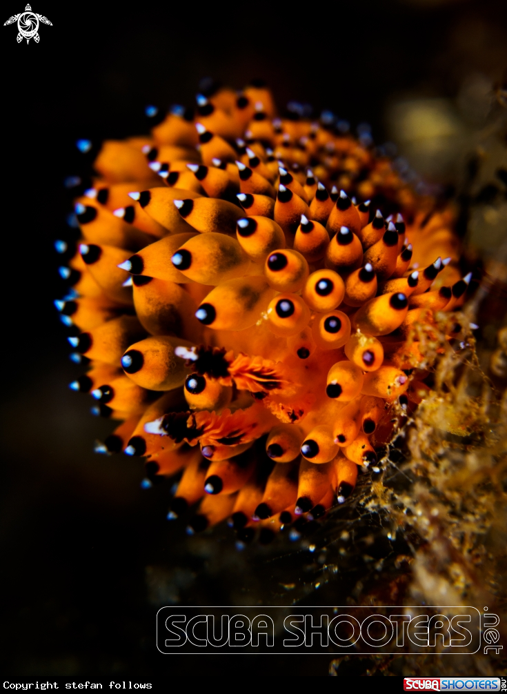 A Nudibranch