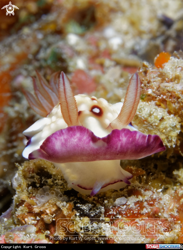 A Nudibranche