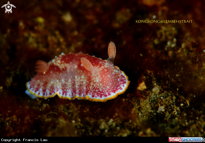 A Nudibranch