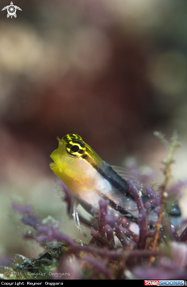 A Axelrod Clown Blenny