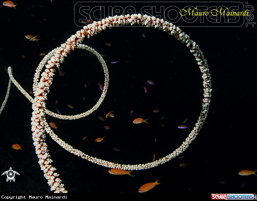 A Whip coral