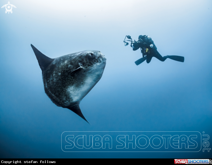 A Southern Ocean Sunfish