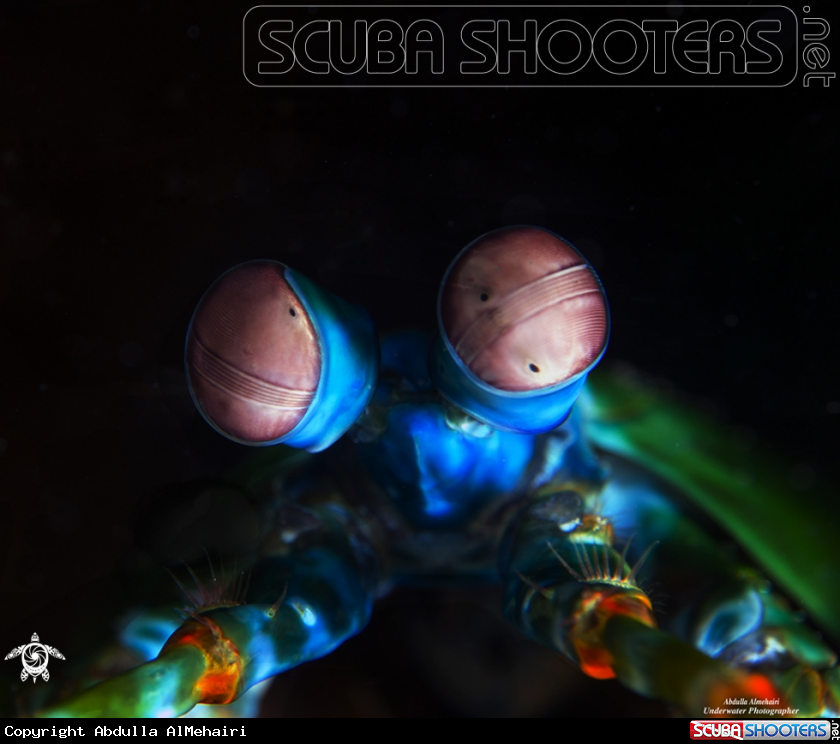 A Mantis shrimp