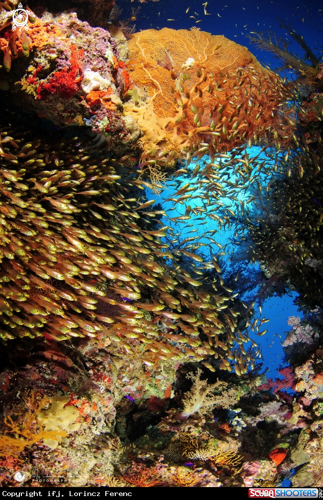 A Inside of the Coral