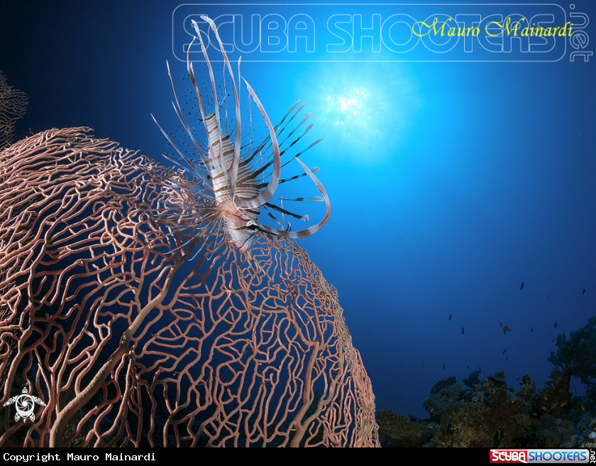 A Young lionfish