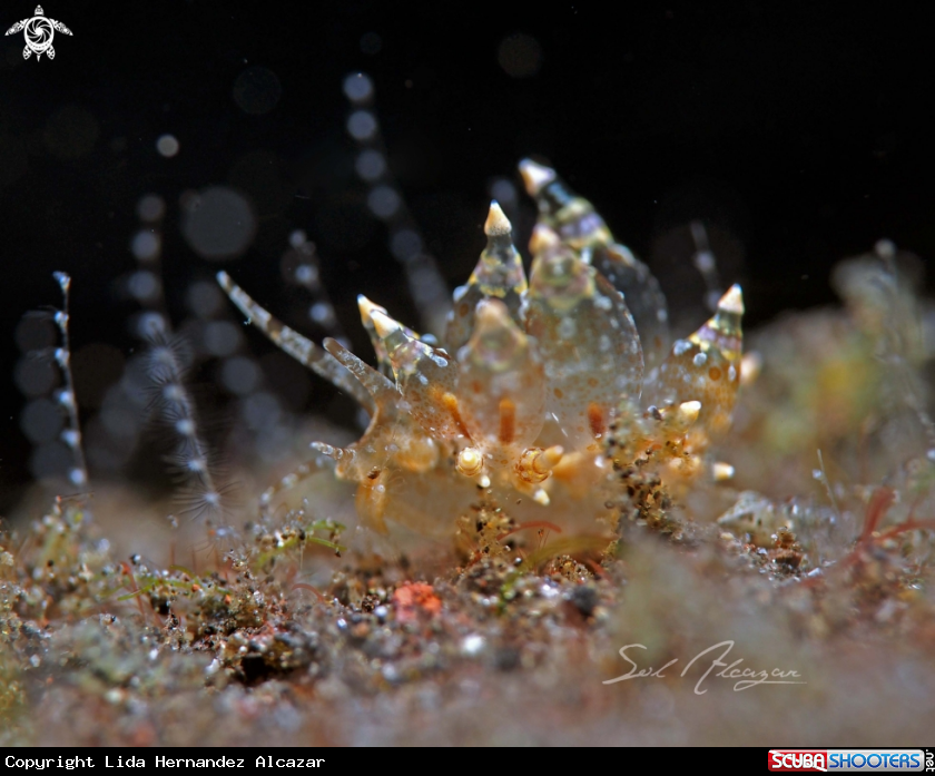 A Eubranchus Sp