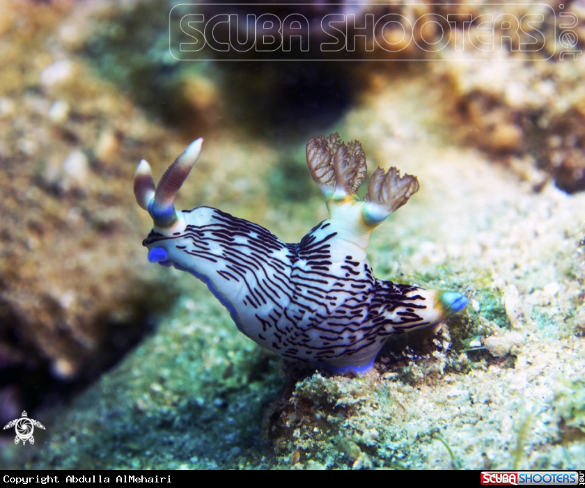 A Nudibranch