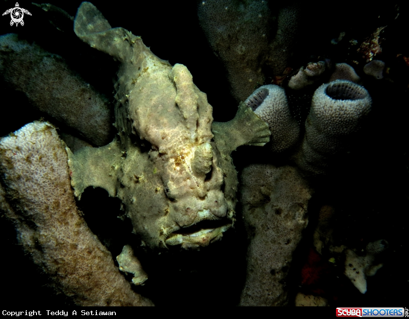 A frogfish